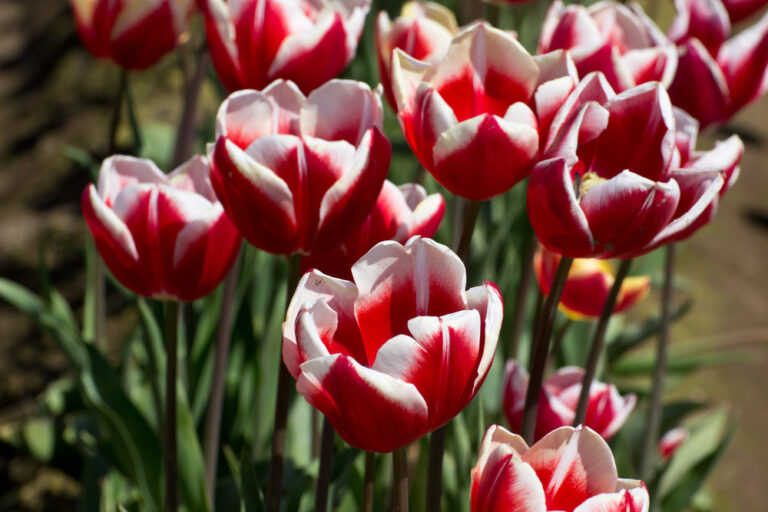 4 Great Ways to Use Gravel in Your Landscaping